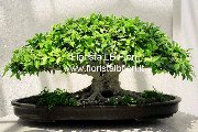 Send to home in Italy Bonsai ginseng plant