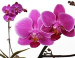 PIANTA DI ORCHIDEA - CONSEGNA FIORI FESTA DEI NONNI