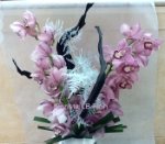 Cymbidium orchid branches 2