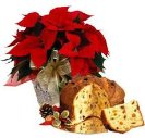 Plant poinsettia with panettone