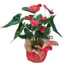 Plant of Anthurium