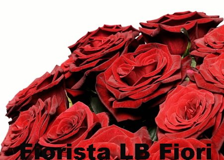 Rose Rosse - Red Roses
