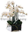 PIANTA DI ORCHIDEA Phalaenopsis con Vaso in vetro