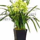 Pianta di orchide cymbidium