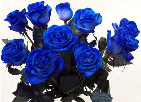 Rose Blu