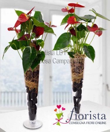 Pianta di Anthurium con vaso in Vetro