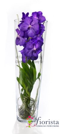 Pianta di Orchidea Vanda in vaso di vtero