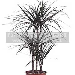 PLANT DRACENA MARGIN OVER PLANT AT HOME IN DAYS