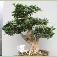 GINSENG BONSAI PLANT