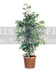 PLANT FICUS BENIAMINO