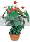 Red anthurium plant Valentine´s Day