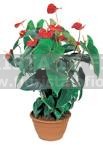 Pianta di anthurium rossa San Valentino