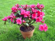 AZALEA PLANT WITH VASE