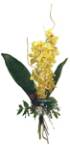 Branch of Orchid cymbidium