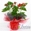 PLANT ANTHURIUM