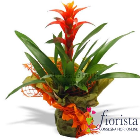 Pianta di Guzmania