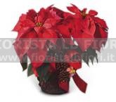 Plant poinsettia Chrismas Star delivery at home