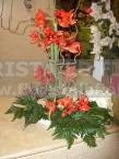 Composizioni di fiori rossi Amaryllis CONSEGNA FIORI IN GIORNATA