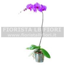 Pianta di phalenopsis