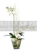 Pianta di Orchidea Phaleonotis - Plant