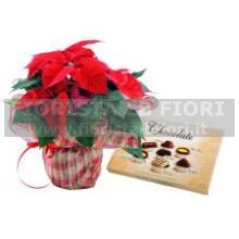 Stella di Natale Rossa con scatola di cioccolatini
