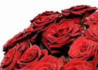 Mazzo di Rose rosse a gambo lungo