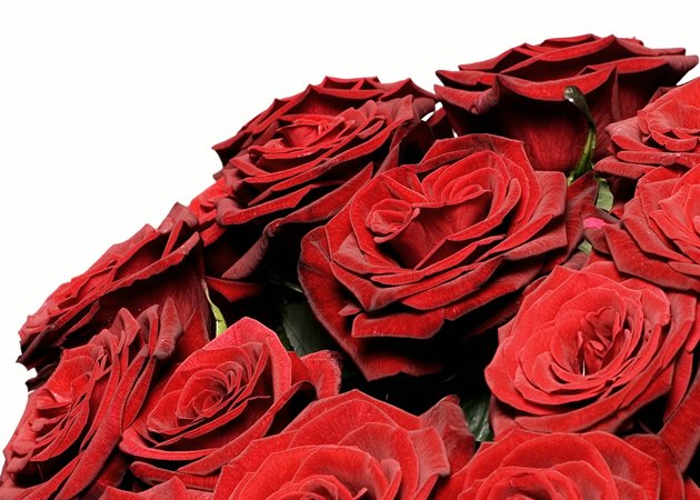 Rose rosse a gambo lungo Danimarca